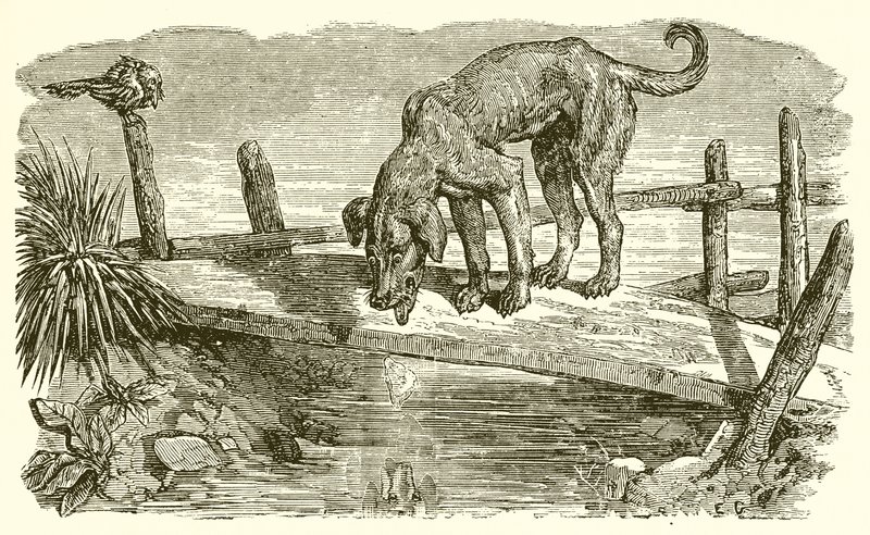 Der Hund und sein Schatten von Ernest Henry Griset