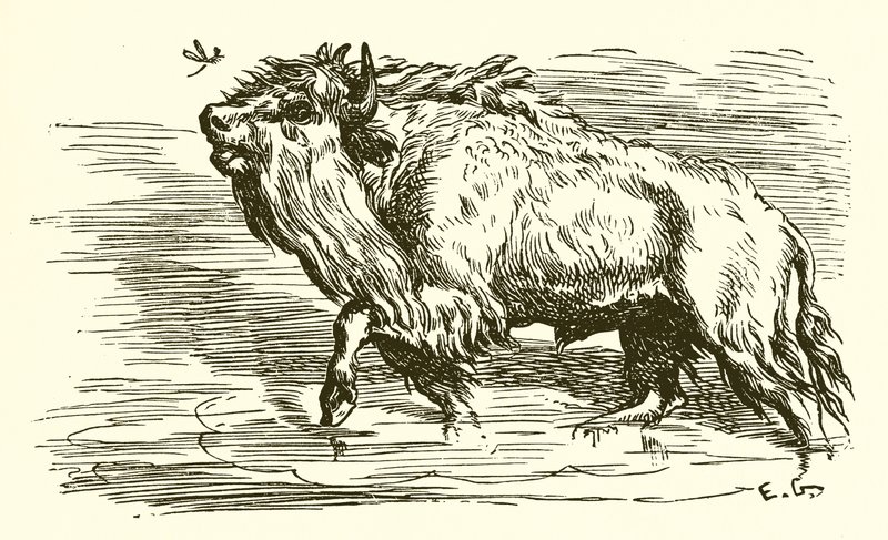 Die Mücke und der Stier von Ernest Henry Griset