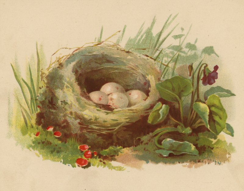 Vogelnest (Chromolitho) von Ethel C. Nisbet
