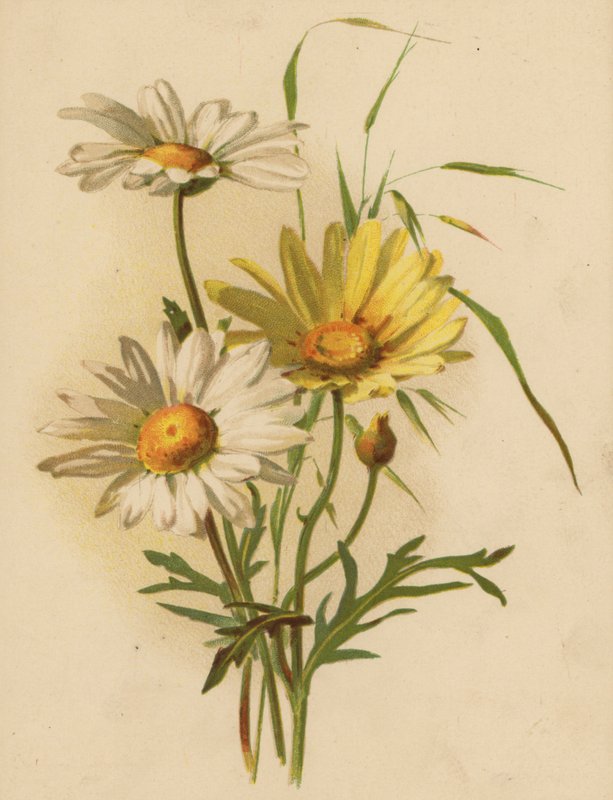 Gänseblümchen von Ethel C. Nisbet