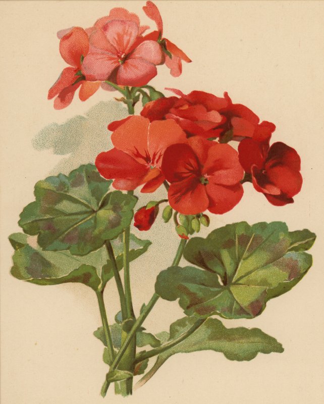 Geranie (Chromolitho) von Ethel C. Nisbet