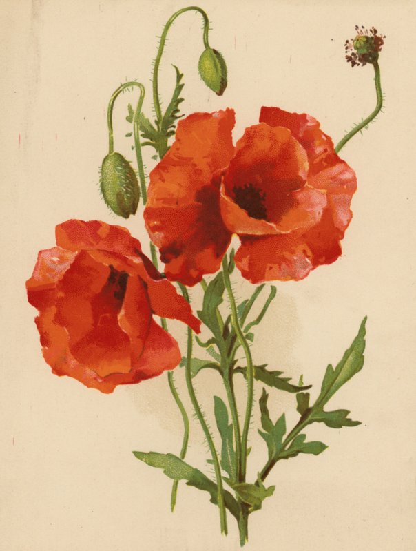 Mohnblumen von Ethel C. Nisbet