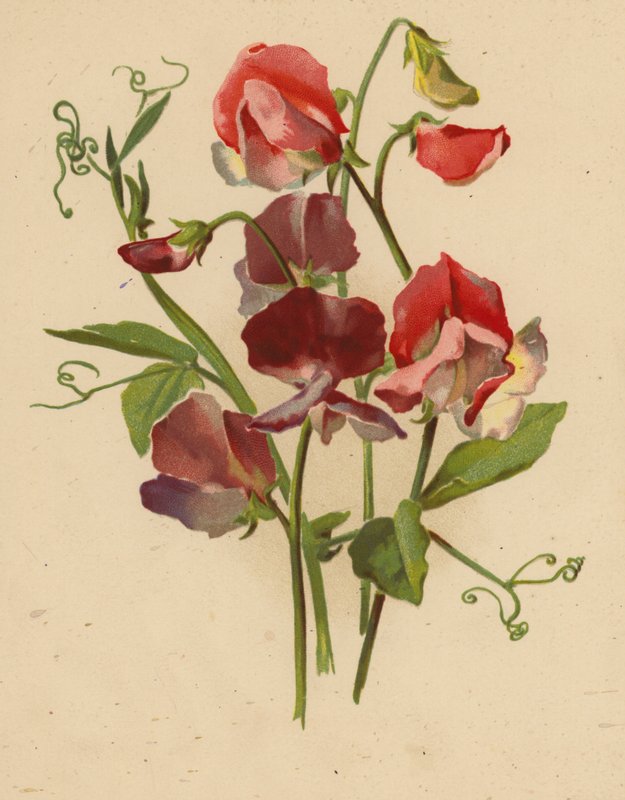 Duftwicken von Ethel C. Nisbet