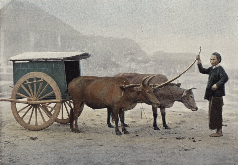 Annamitisches Gespann von European Photographer