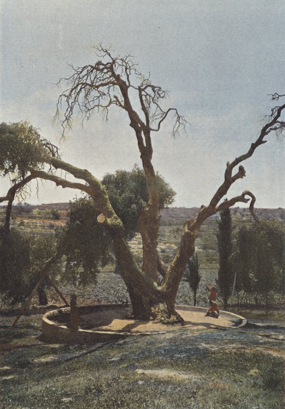 Hebron, Eiche von Mamre oder Eiche Abrahams von European Photographer