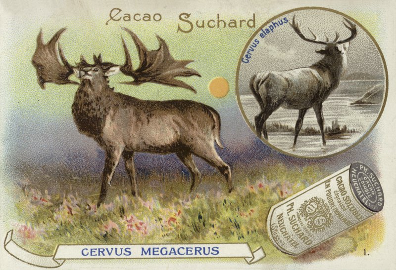 Megaloceros und Rothirsch von European School