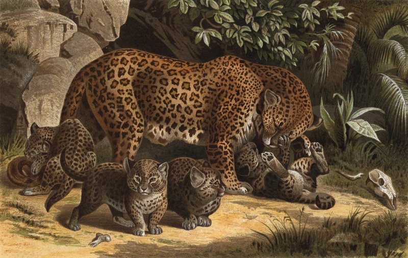 Panther von European School