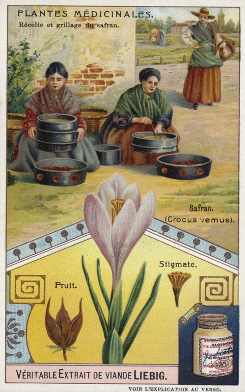 Safran: Ernte und Rösten von Krokus-Stigmen von European School