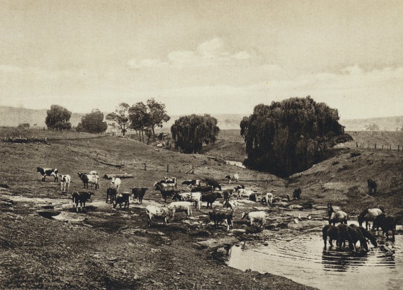 Australien, Vieh, Queensland von European Photographer