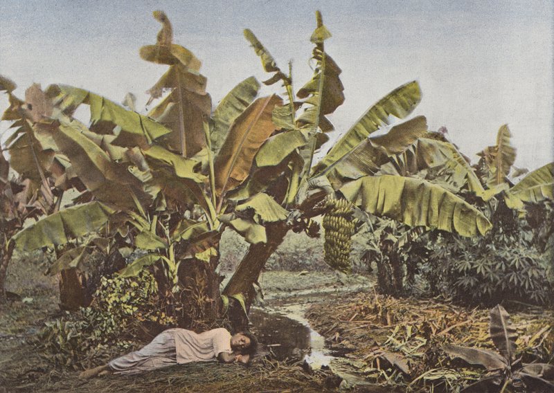 Bananenstaude und Maniok von European Photographer