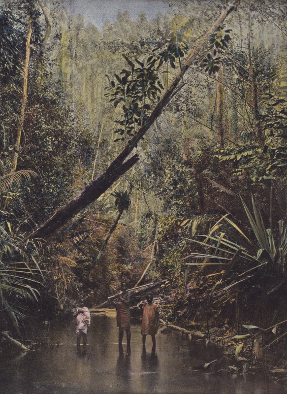Urwald, Ostseite von European Photographer