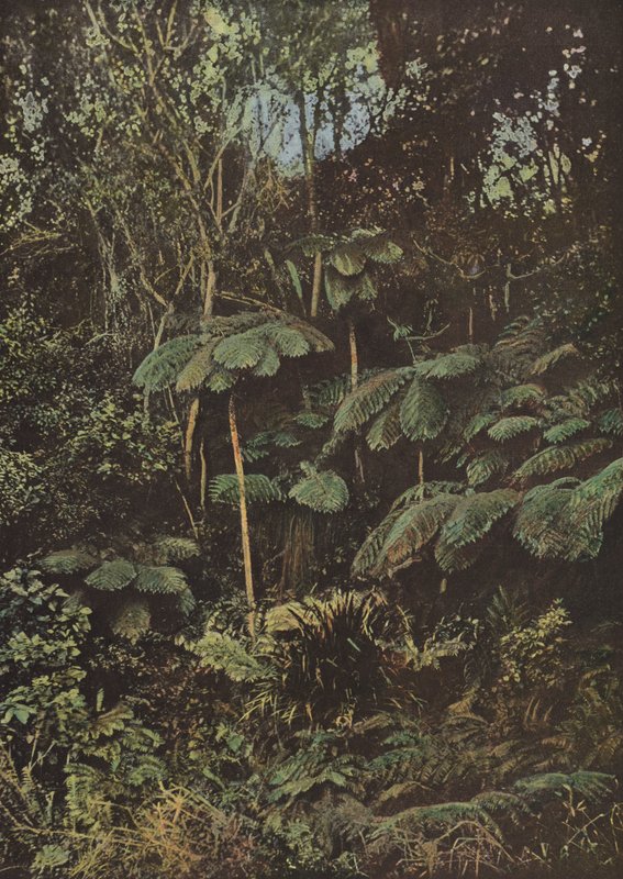 Vegetation, Baumfarne von European Photographer
