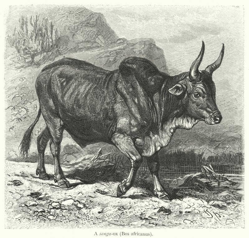 Ein Sanga-Ochse, Bos africanus von European School