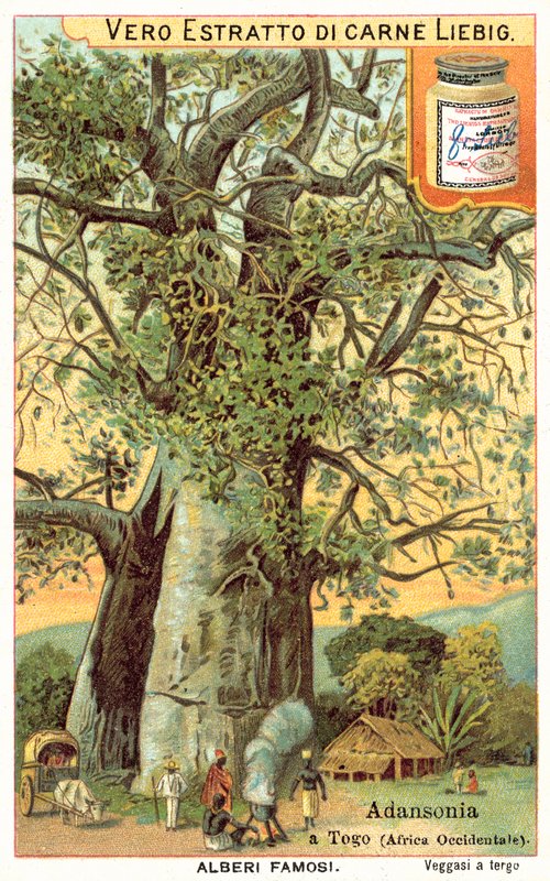 Adansonia-Baum in Togo von European School