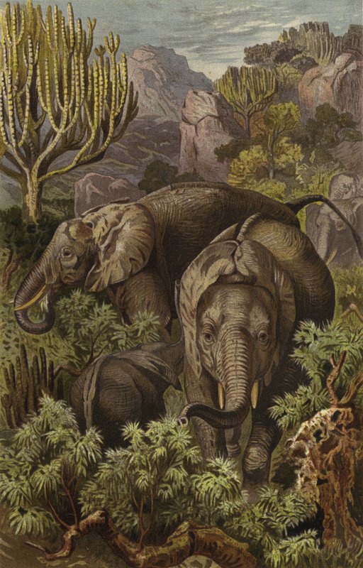 Afrikanischer Elefant von European School