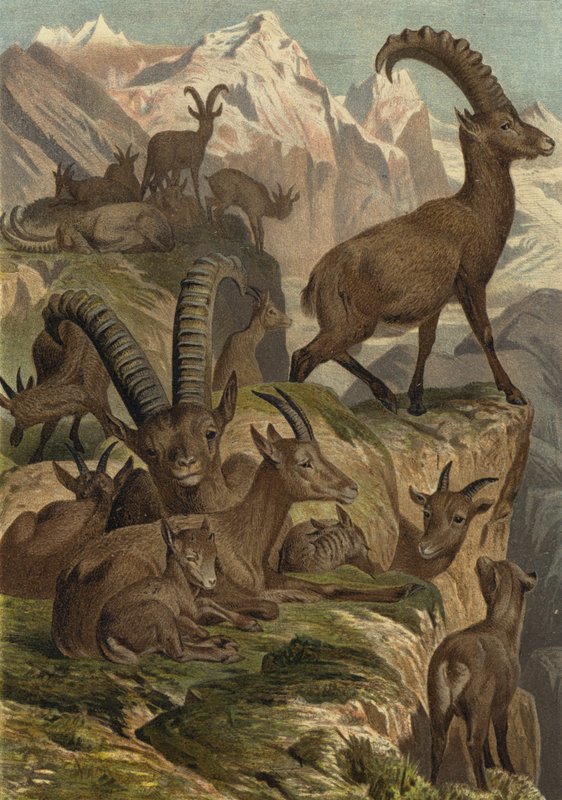Alpensteinbock von European School