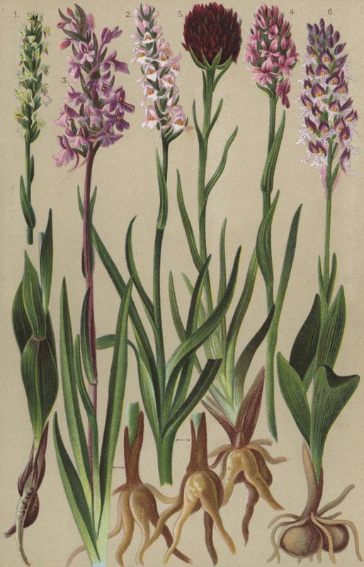 Alpine Flora von European School
