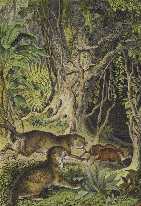 Tiere von Guayana von European School