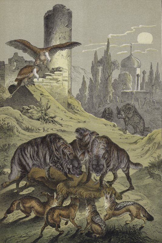 Tiere Nordafrikas von European School
