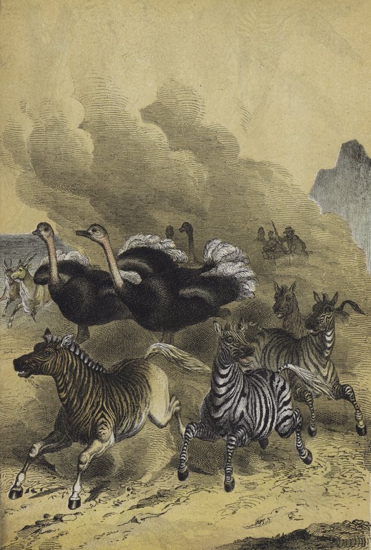 Tiere des südlichen Afrikas von European School