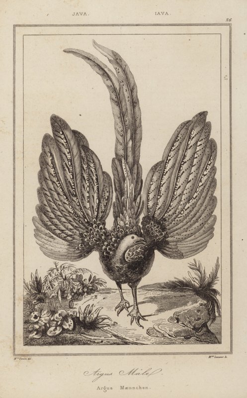 Argus Malel, Argus Männchen von European School