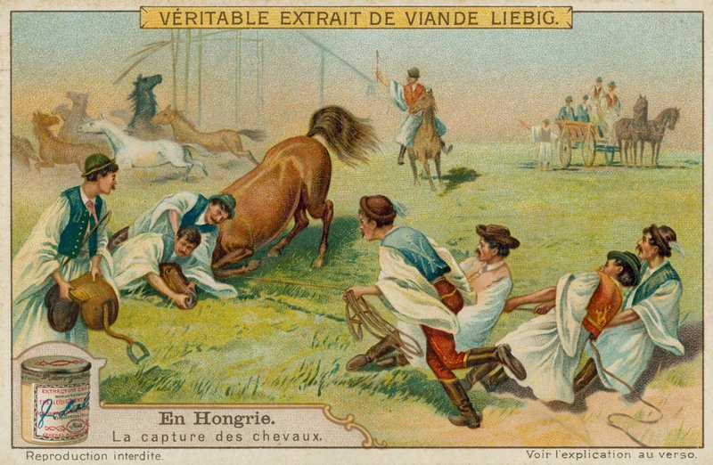 Ein Pferd fangen von European School