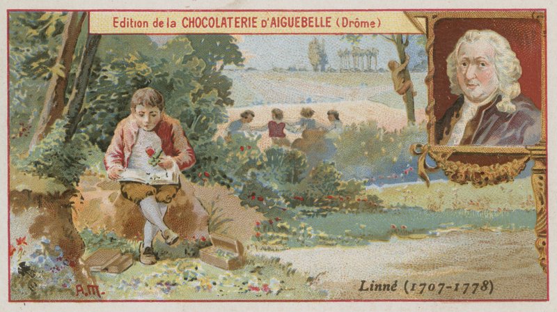 Carl von Linné, schwedischer Botaniker und Zoologe von European School