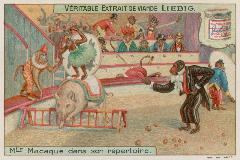 Zirkus der Affen von European School