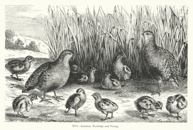 Gemeine Rebhuhn und Junge von European School
