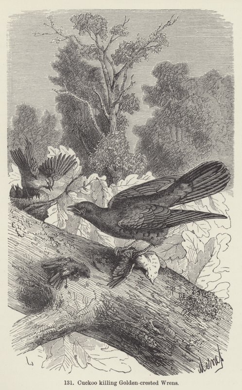Kuckuck tötet Goldhähnchen von European School
