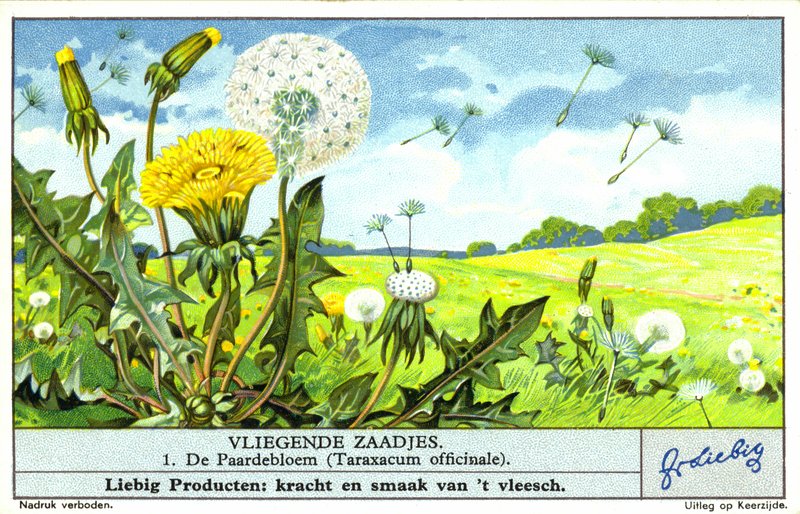 Löwenzahn (Taraxacum officinale) von European School
