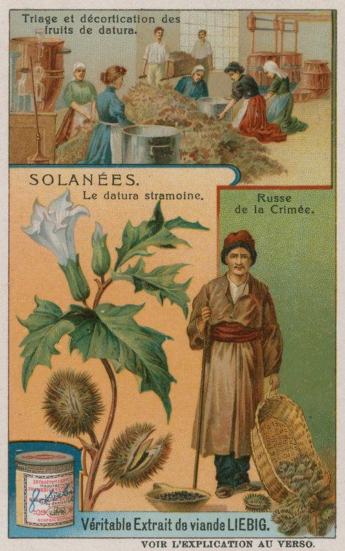 Datura von European School
