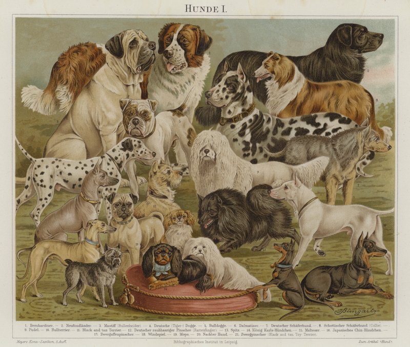 Hunde von European School