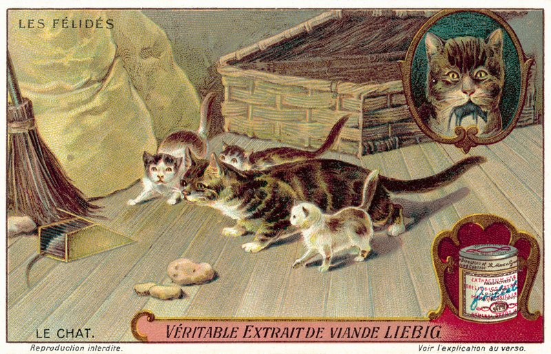Hauskatze von European School