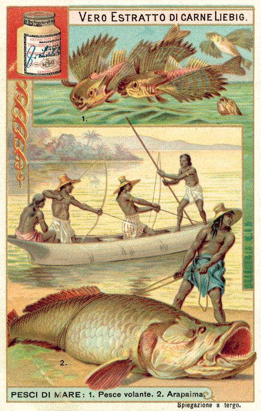 Fliegende Fische und Arapaima von European School