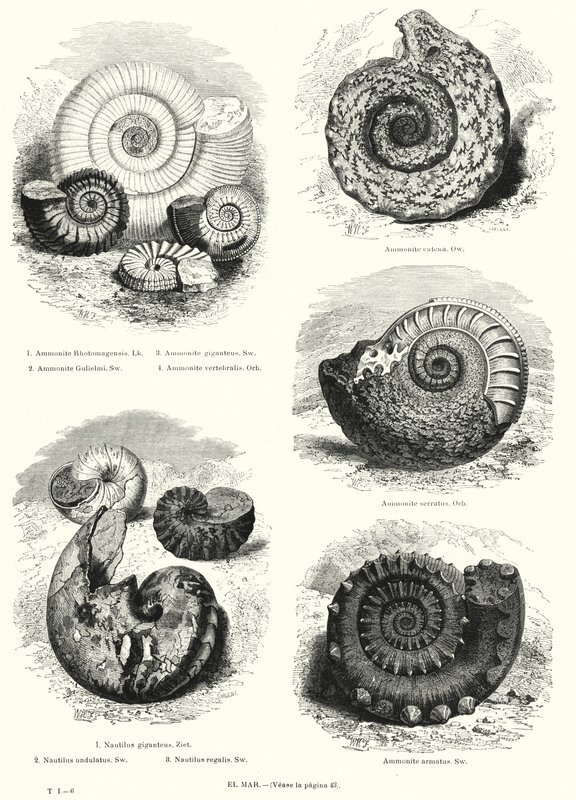 Fossilien von Ammoniten und Nautilus von European School
