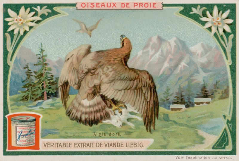 Steinadler von European School
