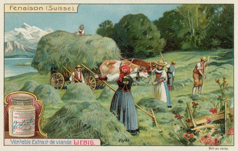 Heuernte in der Schweiz von European School