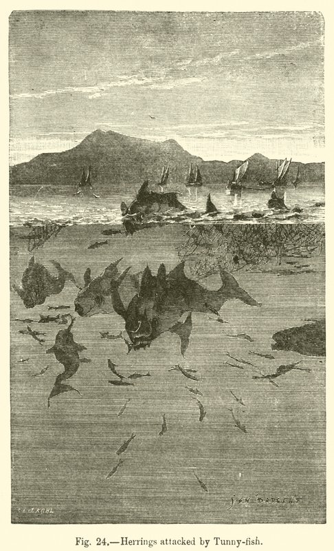 Heringe, die von Thunfischen angegriffen werden von European School