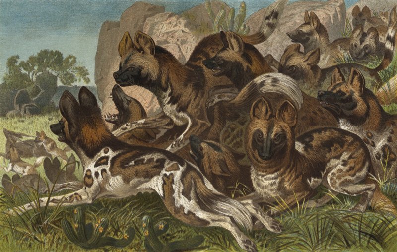 Hianenhund von European School