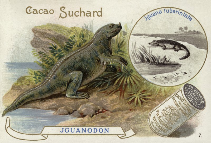 Iguanodon und Iguana Tuberinlata von European School