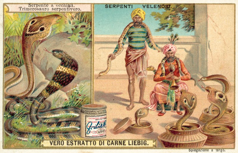 Indische Kobra und Grubenotter von European School