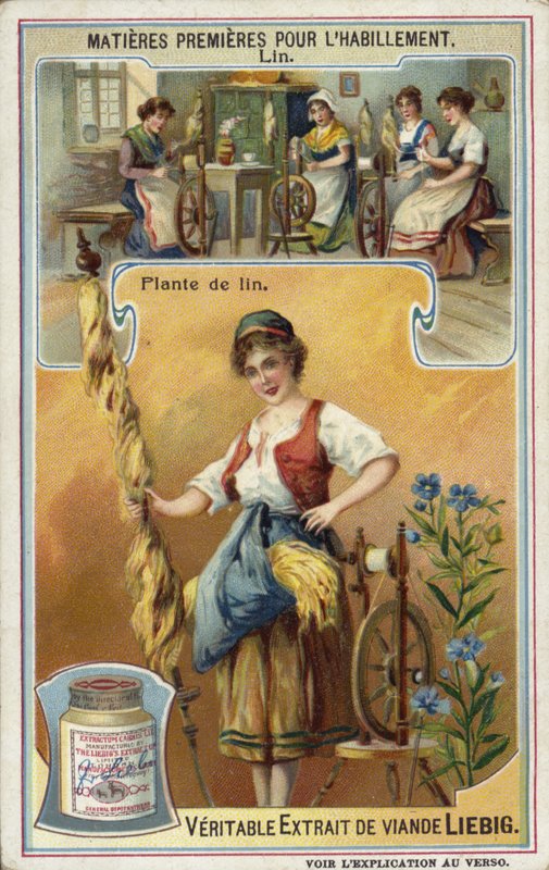 Leinen: Flachspflanze von European School
