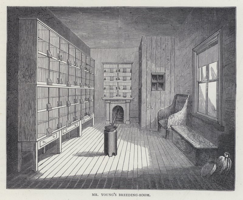Herr Youngs Zuchtzimmer (Farblithografie) von European School