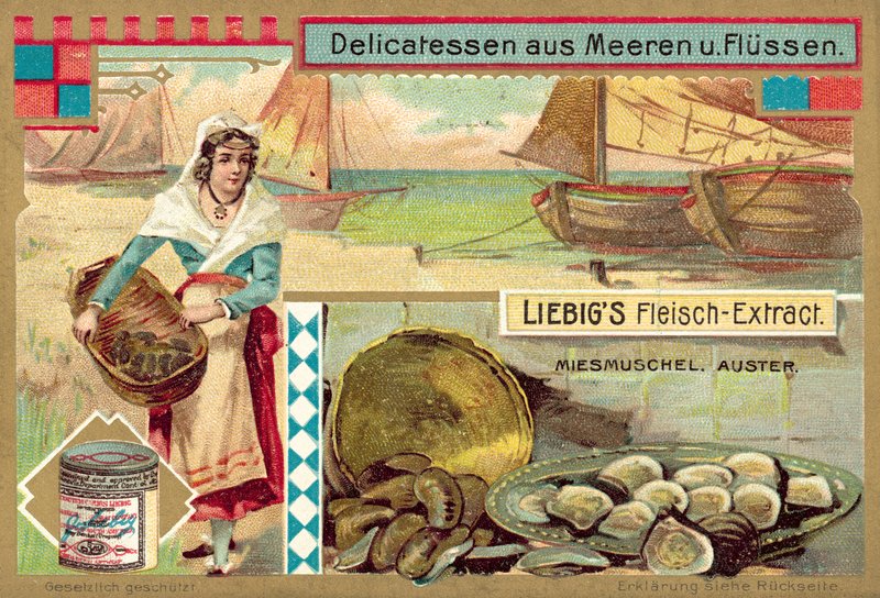 Muscheln und Austern von European School