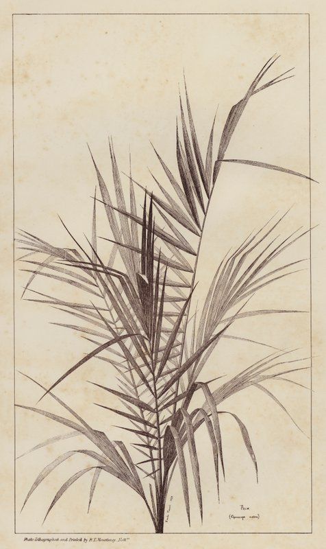 Palme, Chamaerops Exelsa von European School