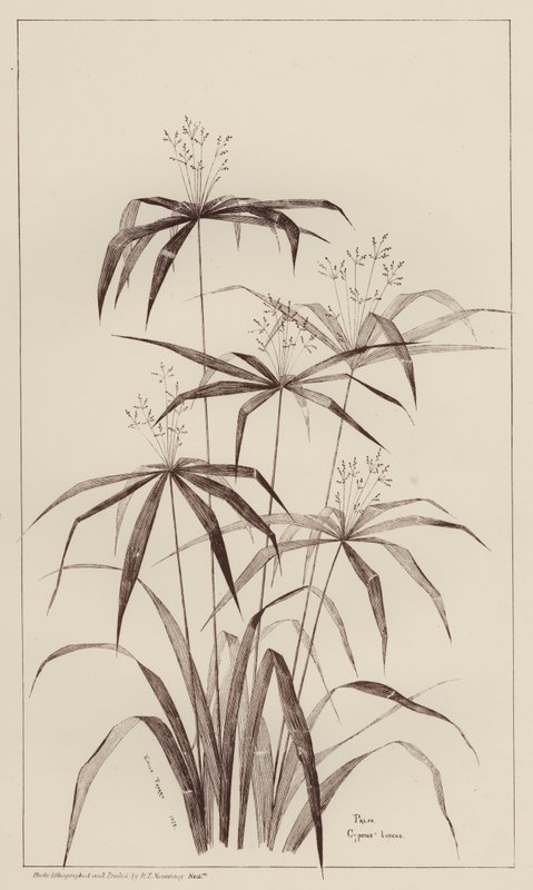 Palm Cyperus Luscus von European School