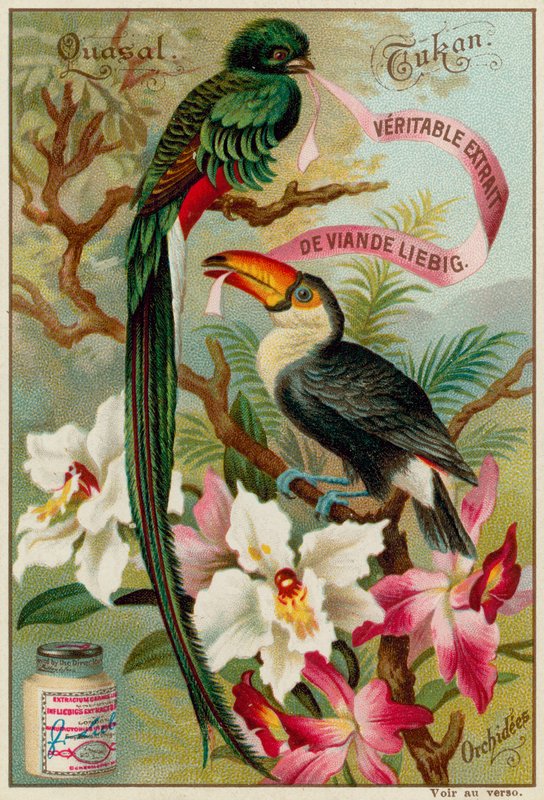 Quetzal, Tukan und Orchideen von European School