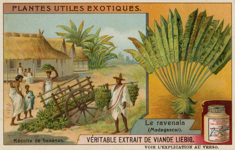 Ravenala von European School