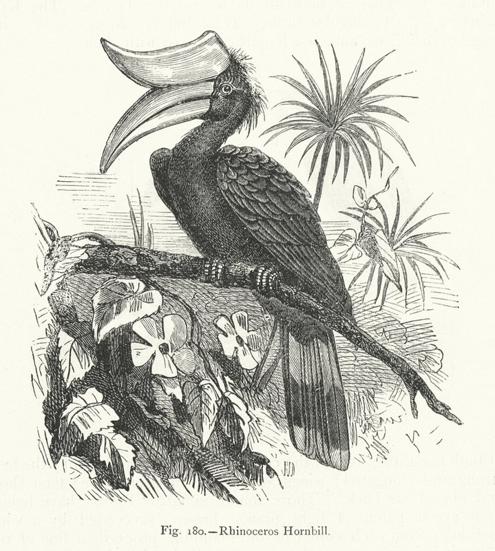 Nashornvogel von European School